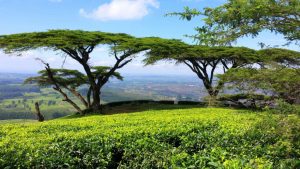 Top Things to Do in Blantyre for First-Time Visitors