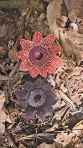 Рядката Sapria himalayana отново навлиза в период на цъфтеж в Юнан