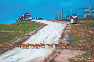 Скрити жертви на градската дива природа