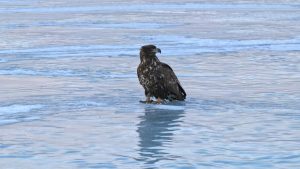 Мигриращите птици се завръщат в езерото Синкай три дни по-рано от миналата година