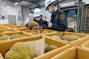 Пристанището в Гуанджоу изчиства 6300 тона дуриан преди Първи май